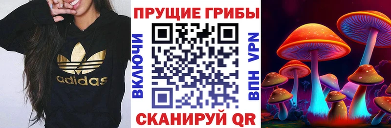 даркнет официальный сайт  Красный Холм  Псилоцибиновые грибы мицелий 